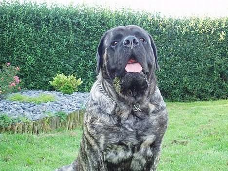 Mastiff Freja billede 10