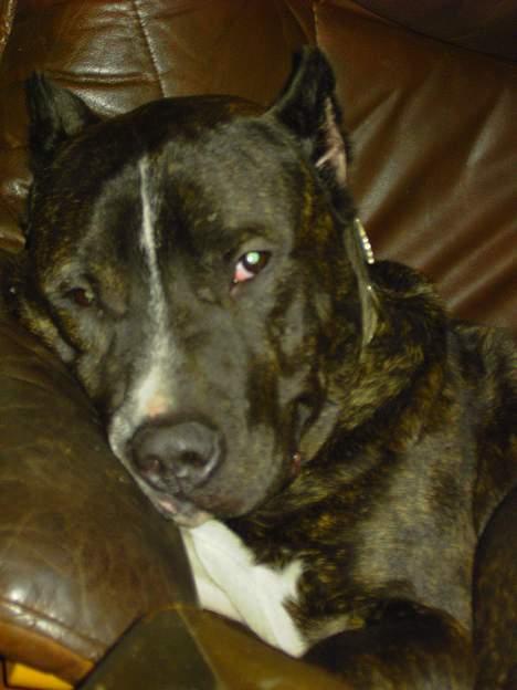 Cane corso obelix billede 5