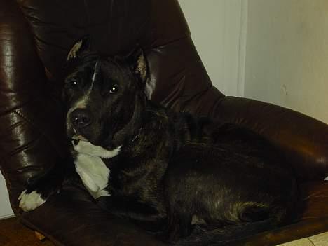 Cane corso obelix billede 6