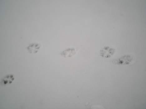 Riesenschnauzer Fanta - Fanta var her.... billede 11