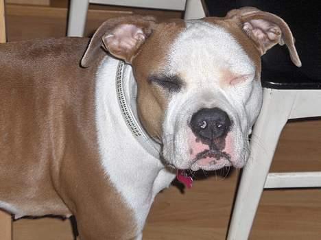 Amerikansk staffordshire terrier o0$chevy$0o hey hey alle  - jeg er lige lidt træt ¤ZzZ¤ billede 16