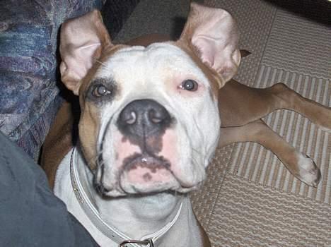 Amerikansk staffordshire terrier o0$chevy$0o hey hey alle  - wee mine øre kan os stå op i luften... billede 17