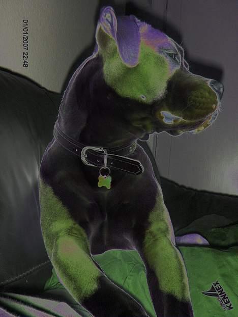 Amerikansk staffordshire terrier o0$chevy$0o hey hey alle  - mig i en ny udgave.. smiler billede 18