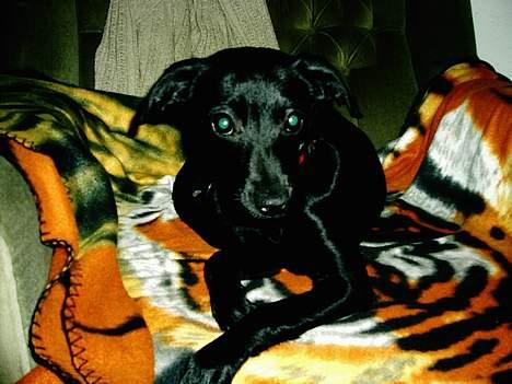 Xoloitzcuintle Mia - Hedehusets Kahlua billede 12