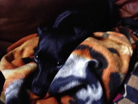 Xoloitzcuintle Mia - Hedehusets Kahlua billede 13