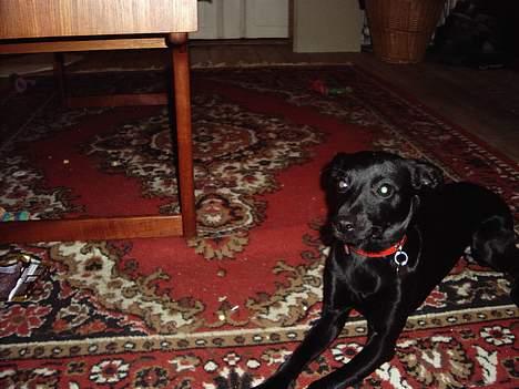 Xoloitzcuintle Mia - Hedehusets Kahlua billede 14