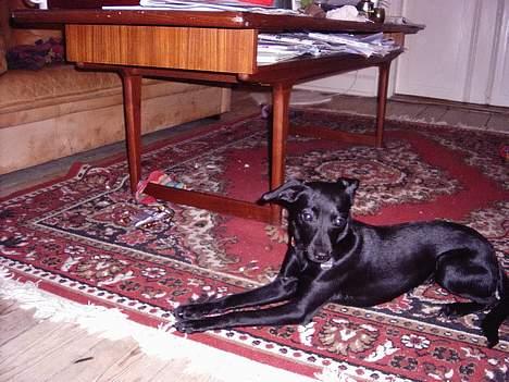 Xoloitzcuintle Mia - Hedehusets Kahlua billede 15