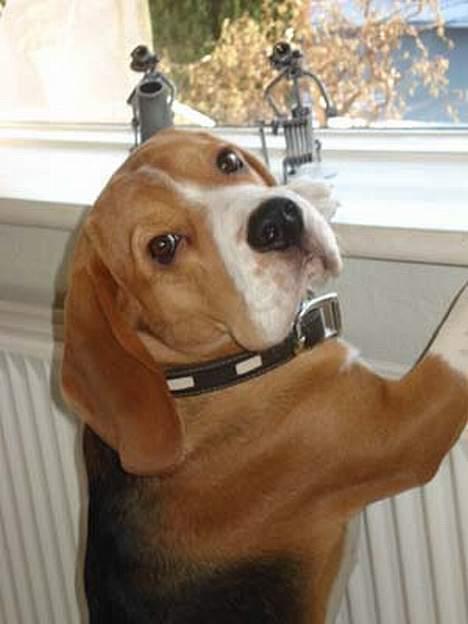 Beagle Oscar - Er du ikke sød at løfte mig op i vindueskarmen? billede 10