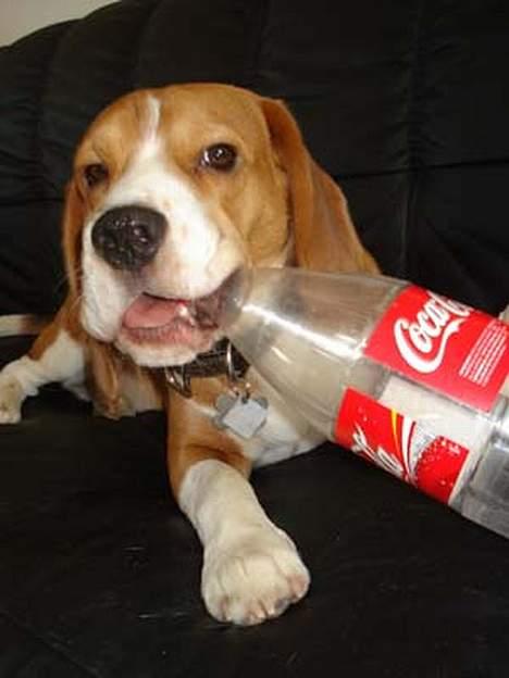 Beagle Oscar - Yndlingsbeskæftigelsen er at få låget af 1½L flasker billede 11