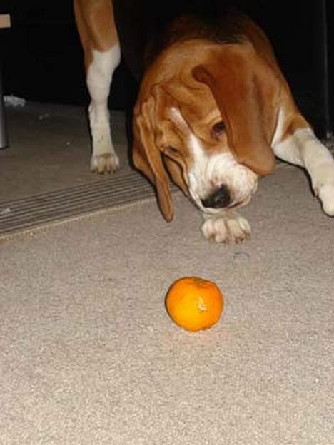 Beagle Oscar - Sådan en mandarin er jo egentlig ret farlig. Det kræver da mindst et par potedask og noget gøen. billede 12