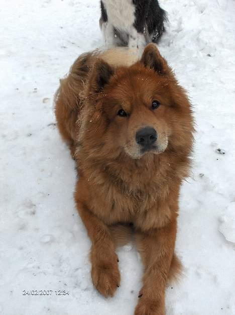 Eurasier Casey (død juni 2011) - 2 år og 1 mrd billede 14