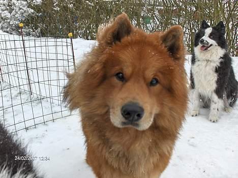 Eurasier Casey (død juni 2011) - 2 år og 1 mrd billede 15