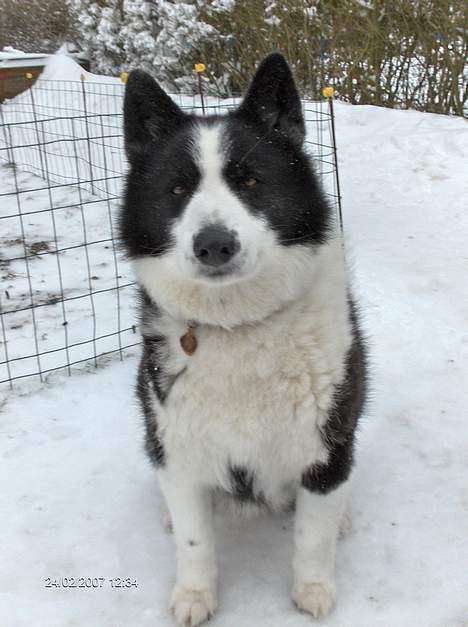 Karelsk bjørnehund Fellow (død 11 dec 2009) billede 14