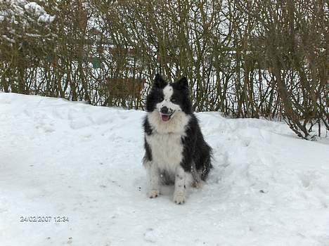 Karelsk bjørnehund Yoda (død 4 januar 2014) billede 11