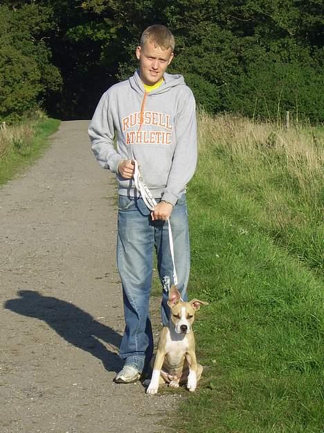 Amerikansk staffordshire terrier Xena - Så slip mig dog løs far! billede 4