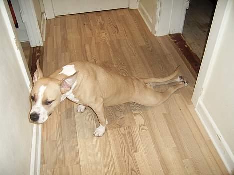 Amerikansk staffordshire terrier Xena - uuuh... strækker mg lige så kommer jeg billede 5