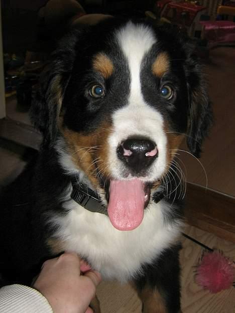Berner sennenhund Manse billede 1