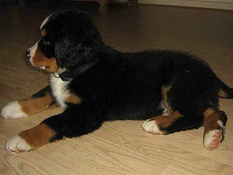 Berner sennenhund Manse billede 2