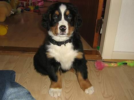 Berner sennenhund Manse billede 3