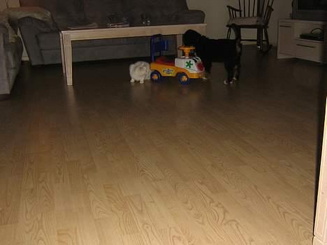 Berner sennenhund Manse billede 4