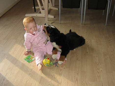 Berner sennenhund Manse billede 5