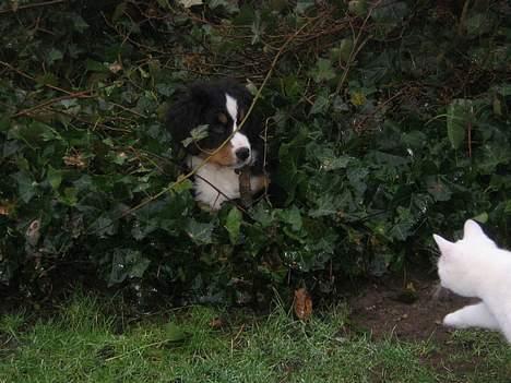 Berner sennenhund Manse billede 6