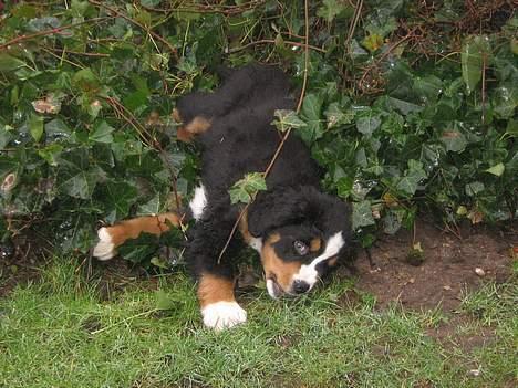 Berner sennenhund Manse billede 7