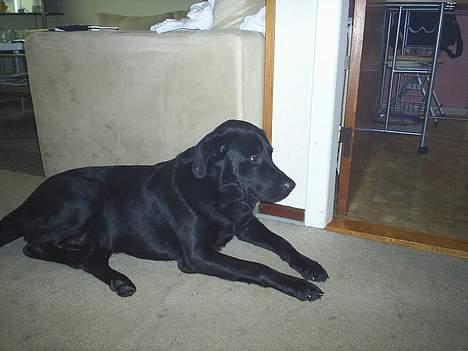 Labrador retriever King billede 5
