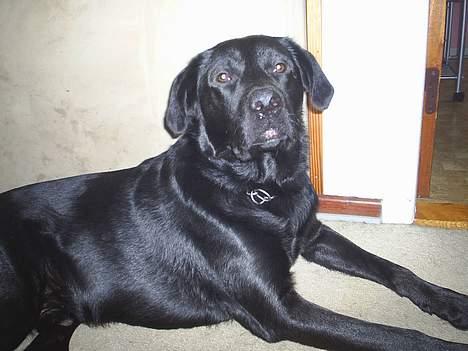 Labrador retriever King billede 6