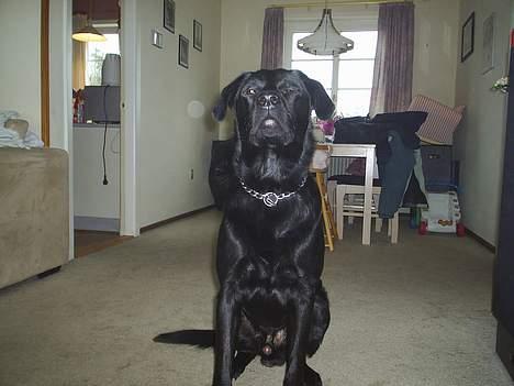 Labrador retriever King billede 7