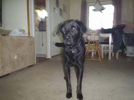 Labrador retriever King billede 8