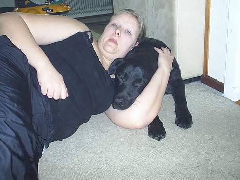 Labrador retriever King billede 9