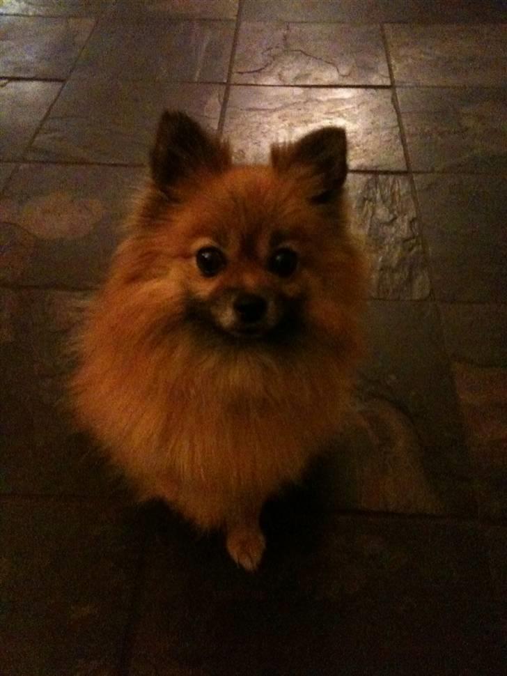 Pomeranian Cise - Nyt 2011 billede 1