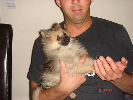 Pomeranian Cise - Nyt den 5/5.07. Cise 17 uger billede 2