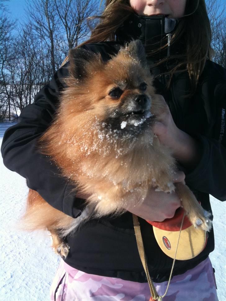 Pomeranian Cise billede 3