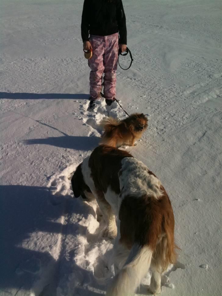 Pomeranian Cise - Kom så.... billede 4