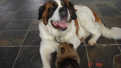 Pomeranian Cise - Leger med min storesøster Daisy billede 6