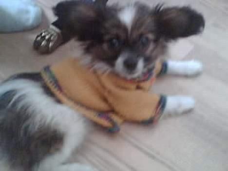 Papillon Balou billede 9