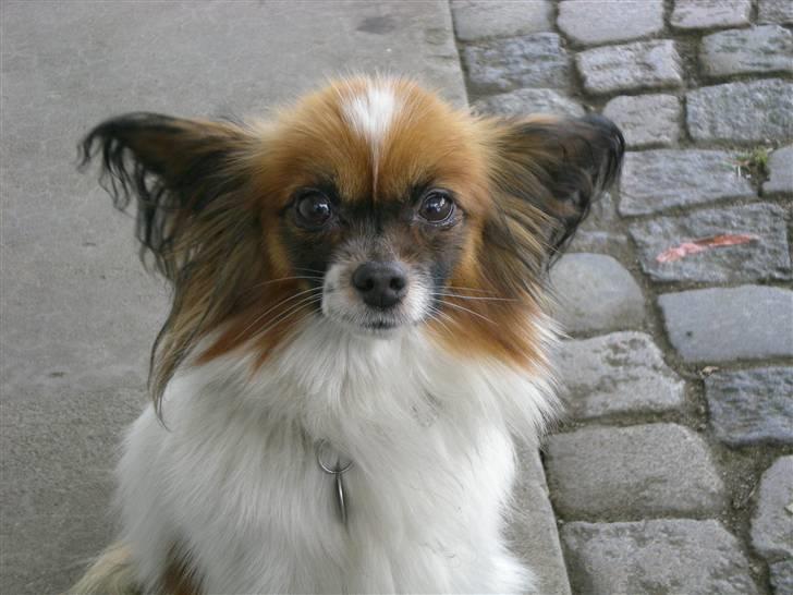 Papillon Balou billede 10