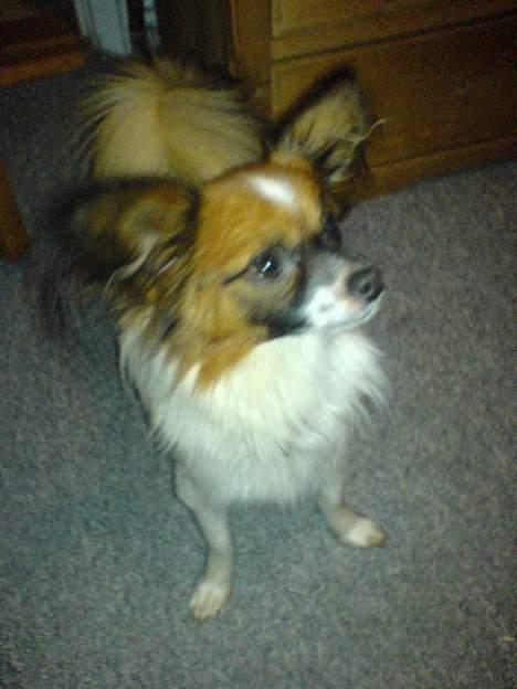 Papillon Balou billede 11