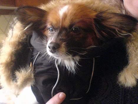 Papillon Balou - Her er øjestenen med hans nye jakke... billede 12