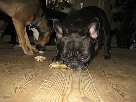 Fransk bulldog Freja - freja med sin ven aisha billede 5