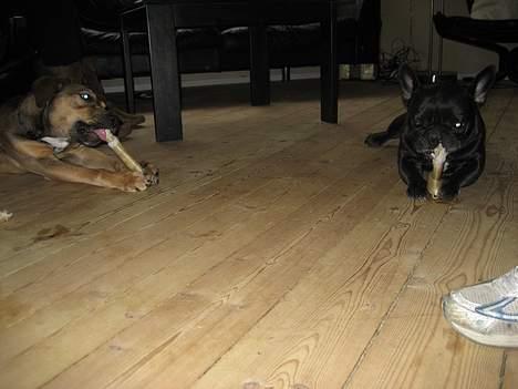 Fransk bulldog Freja - aisha og freja hygger sig med tyggeben billede 6