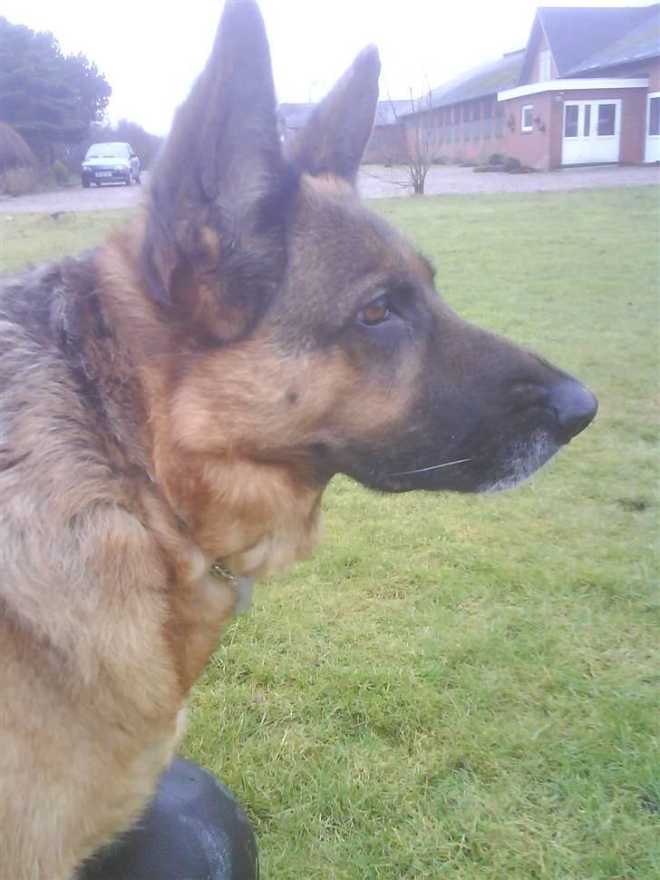 Schæferhund Irma - Irma pigen :-) billede 1