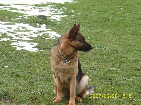 Schæferhund Irma billede 2