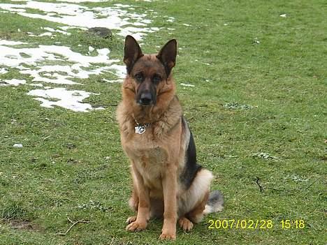 Schæferhund Irma billede 3