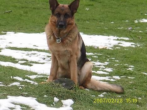 Schæferhund Irma billede 4