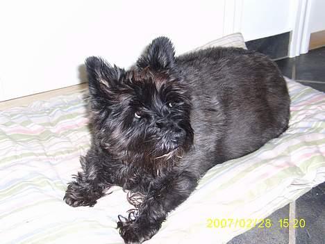 Cairn terrier Didde - Du er savnet <3 billede 1