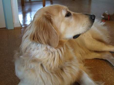 Hovawart Balder billede 19