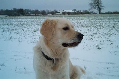 Golden retriever chili billede 1